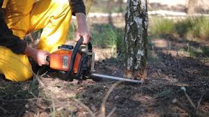 Best Tree Removal  in Carter, TX