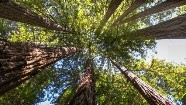 How Our Tree Care Process Works  in  Carter, TX