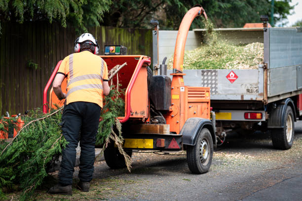 Best Lawn Maintenance Plans  in Carter, TX