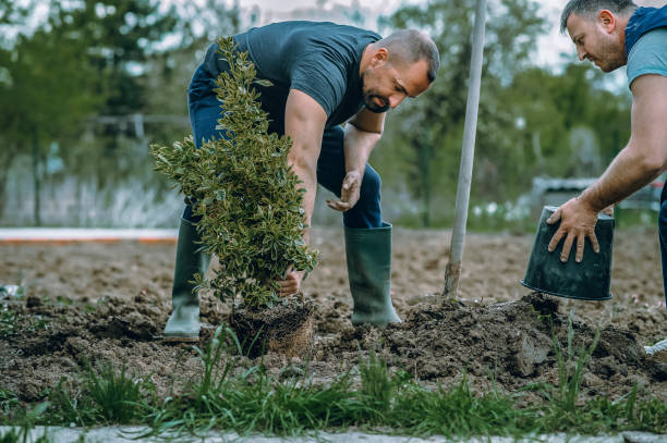 Best Tree Health Inspection  in Carter, TX