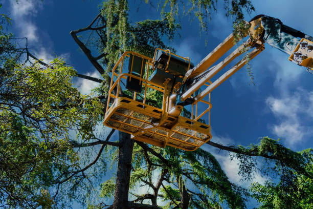 Best Firewood Processing and Delivery  in Carter, TX