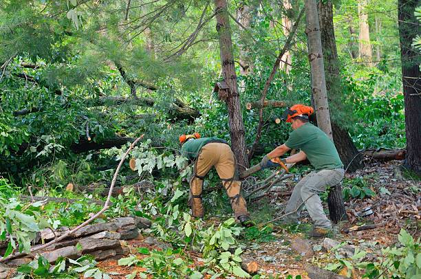 Best Tree Cabling and Bracing  in Carter, TX
