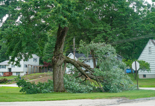 Trusted Carter, TX Tree Services Experts