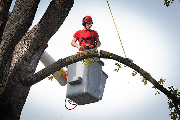 Best Tree Removal  in Carter, TX