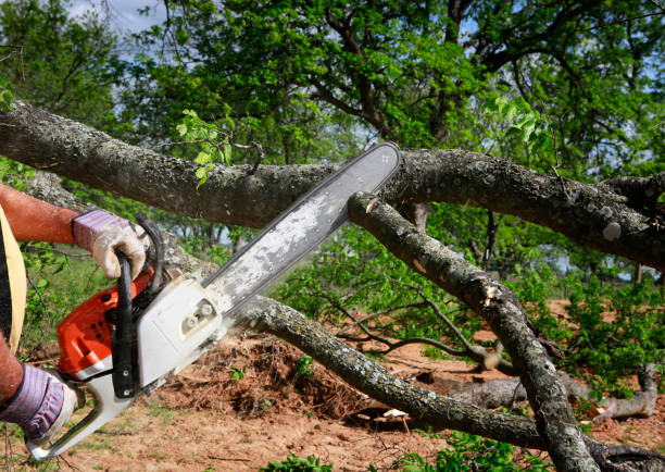 How Our Tree Care Process Works  in  Carter, TX